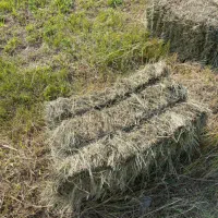 علوفه پرس