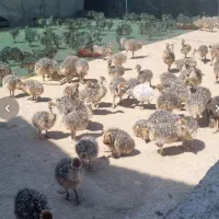 تعداد ۲۳۰عدد جوجه شتر مرغ جزیی و یکجا