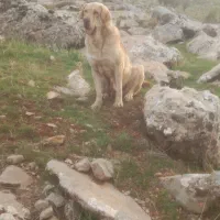 سگ پژدر