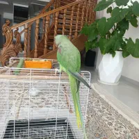 شاه طوطی سخنگو