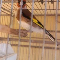 سهره نر آوازخوان، سالم و تازه طلایی|پرنده|تبریز, |دیوار