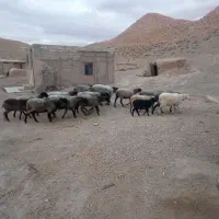 گوسفند رومانوف.     فوری