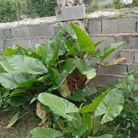 گل بابا آدم تنه قرمز|گل و گیاه طبیعی|گلوگاه بابل (گلیا), |دیوار