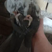 ماده دمبی|پرنده|بهبهان, |دیوار