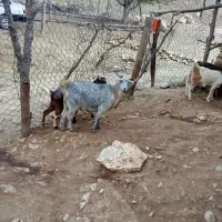 چهار‌بز‌وساورین