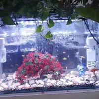 آکواریوم تک|ماهی|تربت‌حیدریه, بهزیستی|دیوار