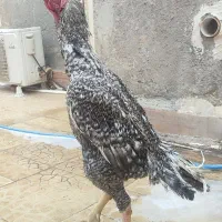 خروس اصلی شامو