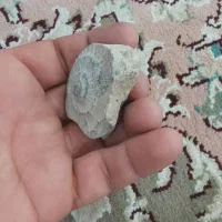 فسیل|کلکسیون اشیاء عتیقه|مشهد, بهمن|دیوار