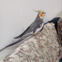 عروس هلندی نر