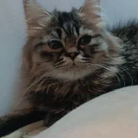 گربه ها|گربه|گرگان, |دیوار