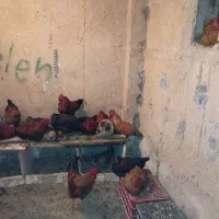 مرغ محلی تخم گذار حدود 10 عدد|حیوانات مزرعه|صحنه, |دیوار