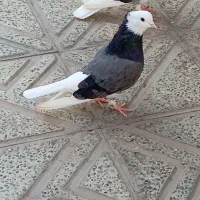 پلنگ فروشی