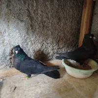 طوقی . سوسک آبادانی|پرنده|بافق, |دیوار