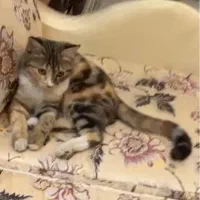 گربه گم شده