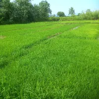 فروش بذر سنتی هاشمی و شیرودی|خدمات باغبانی و درختکاری|رشت, پیله داربن|دیوار