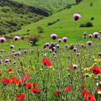 سرکارگرهستم نیروی باسابقه برای کشاورزی