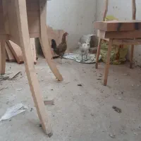 مرغ گلین
