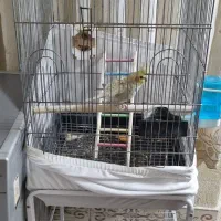 قفس پرنده با پایه|لوازم جانبی حیوانات|تهران, بیسیم|دیوار