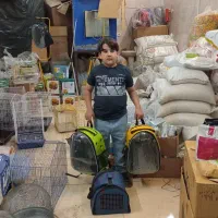 فروش انواع پرنده|پرنده|گلپایگان, |دیوار