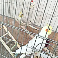 عروس هلندی نر و ماده