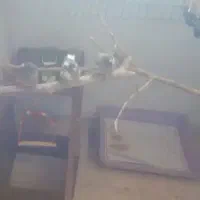 ۳ عدد جوجه فنچ بنگال  دون خور