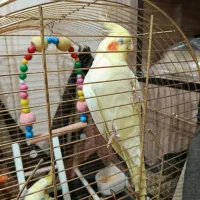 عروس هلندی|پرنده|قم, پردیسان|دیوار