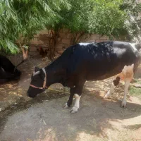 گاو جوان قصابی