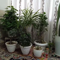 گل طبیعی با‌ گلدان