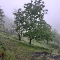 زمین ویلایی و باغی