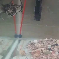 اکواریوم شیشه خم|ماهی|تفرش, |دیوار