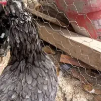 تخم نطفه دار گلین و اردک اسرائیلی