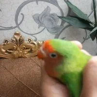 کوتوله|پرنده|مشهد, ایثار|دیوار