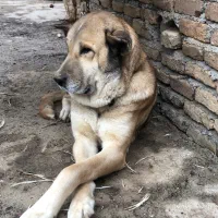 سگ ماده سرابی