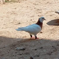 طوقی|پرنده|بهبهان, |دیوار