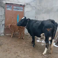 گاو آمریکای سیاه