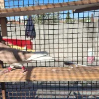 بهبونی|پرنده|شیراز, دوکوهک|دیوار