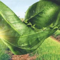 راهکار نوین تغذیه گیاهی کودهای ارگانیک پیشرفته