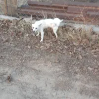 یک عدد پاکوتاه نر دوساله نژاد فیندو سرابی دم فر|سگ|اهر, |دیوار