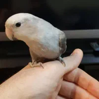 طوطی برزیلی مریض ماده