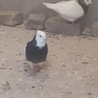 گرفتنی پرشی