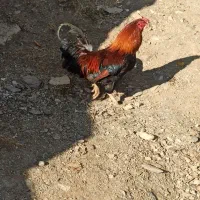 خرووس کوردی|حیوانات مزرعه|بانه, |دیوار