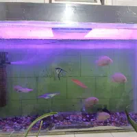 اکواریم ماهی