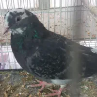 کفتر غریب گیری|پرنده|تهران, افسریه جنوبی|دیوار