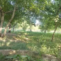 باغ 650 متری|فروش دفتر صنعتی، کشاورزی، تجاری|شبستر, |دیوار