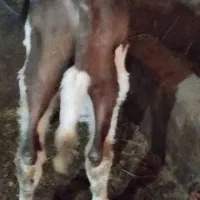 گوساله نر سیمیتال