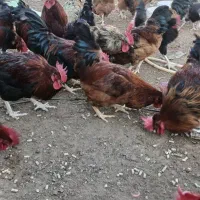 مرغ محلی تخمگذار.|حیوانات مزرعه|مشهد, کوی سیدی|دیوار