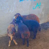 بره های قزل افشاری اصل مخصوص پرواری(گوسفند
