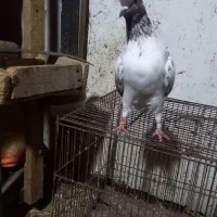 کبوتر پرشی