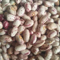 لوبیا چیتی آرژانتین