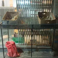 قفسه های میوه